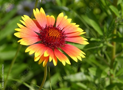 Kokardenblume Kokardenblume