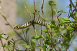 Couleuvre verte et jaune