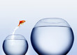 goldfish jumping out of the water