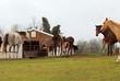 Leinwandbild Motiv Horses grazing at a horse farm.