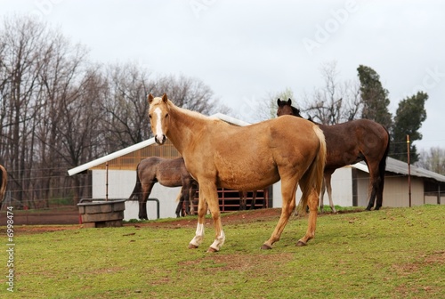 Photo: Horses grazing at a horse farm. Horses grazing at a horse farm.