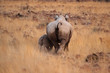 Spitzmaulnashorn (Diceros bicornis), Mutter mit Kind