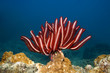 Feather star