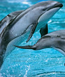 SWIMMING FISH