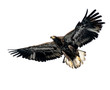Harris's Hawk