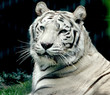 PROTECTED WHITE TIGER PROTECTED WHITE TIGER