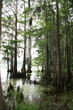 Cypress Tree With Spanish Moss Cypress Tree With Spanish Moss