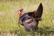 Rio Grande Turkey