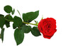 red rose