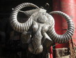 Silver Buffalo Head