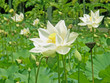 bassin aux lotus bassin aux lotus