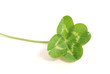 trefle a quatre feuilles