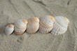 Muscheln im Sand