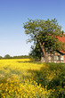 Hilter, Hof mit Rapsfeld