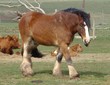 shire horse 2