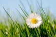 daisy in the sun daisy in the sun