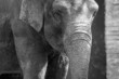 elefante