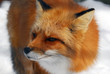 Red Fox