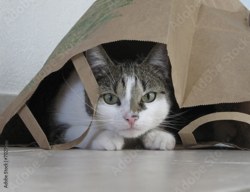 Katze in der Tüte