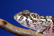 chameleon