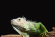 Photo: Iguan-the lizard from family of reptiles Iguan-the lizard from family of reptiles