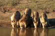 Details der Fotografie Vier Erwachsene Lions Trinkwasser bei Sonnenuntergang