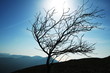 Tree silhouette