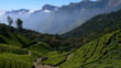 plantations de thé, Kerala - Inde plantations de thé, Kerala - Inde