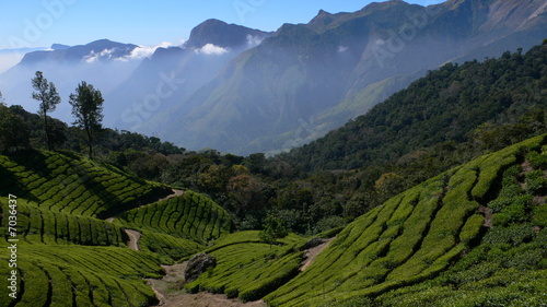 Foto: plantations de thé, Kerala - Inde plantations de thé, Kerala - Inde