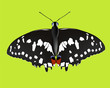 farfalla