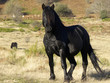 cheval en liberté