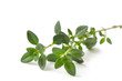 Thyme Thyme