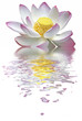 lotus sur fond blanc lotus sur fond blanc