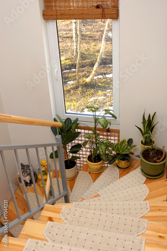 Photo: Flowers on stairs Flowers on stairs