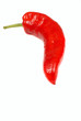 Red Pepper isolated on a white background
