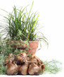 daffodil bulbs