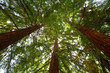 Looking up at Redwood Trees Looking up at Redwood Trees