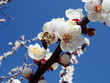 Bright sun day. A bee collects nectar on the flowers of apricot. Bright sun day. A bee collects nectar on the flowers of apricot.