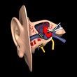 Ear