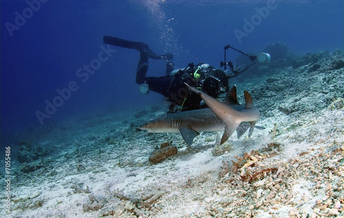 Foto: shark and diver shark and diver