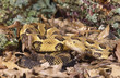 Snake-Timber rattlesnake Snake-Timber rattlesnake