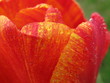 rosée sur tulipe rosée sur tulipe