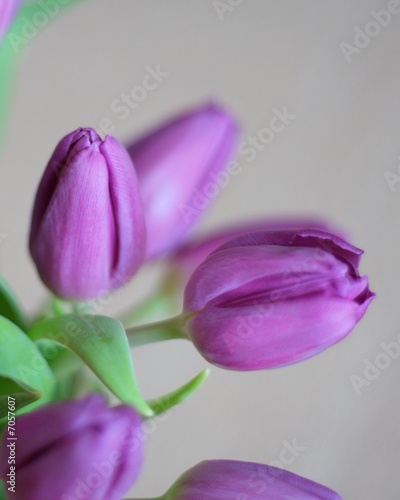 Foto: Tulips Tulips