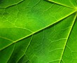 green leaf