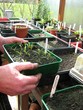 Inside the Greenhouse
