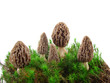 Morel mushrooms isolated Morel mushrooms isolated
