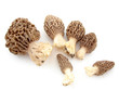 Morels Morels