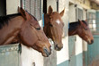 Horses in their stable Horses in their stable