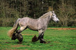 CHEVAL DE TRAIT POITEVIN