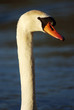 Swan kead